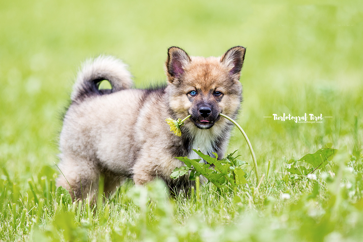 Hundefotograf Tirol | Hundefotos vom Profi