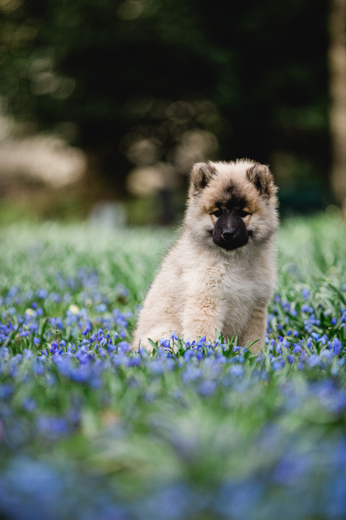 Hundefotograf Innsbruck