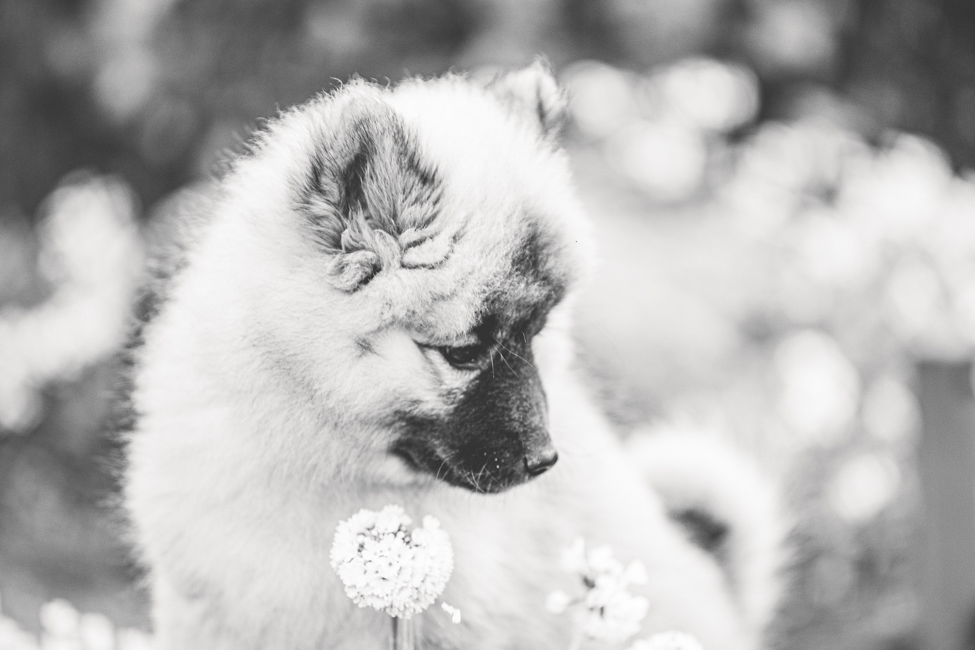Hundefotograf Innsbruck